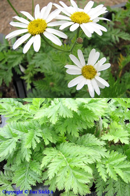 Tanacetum parthenium reunuspivnkakkara